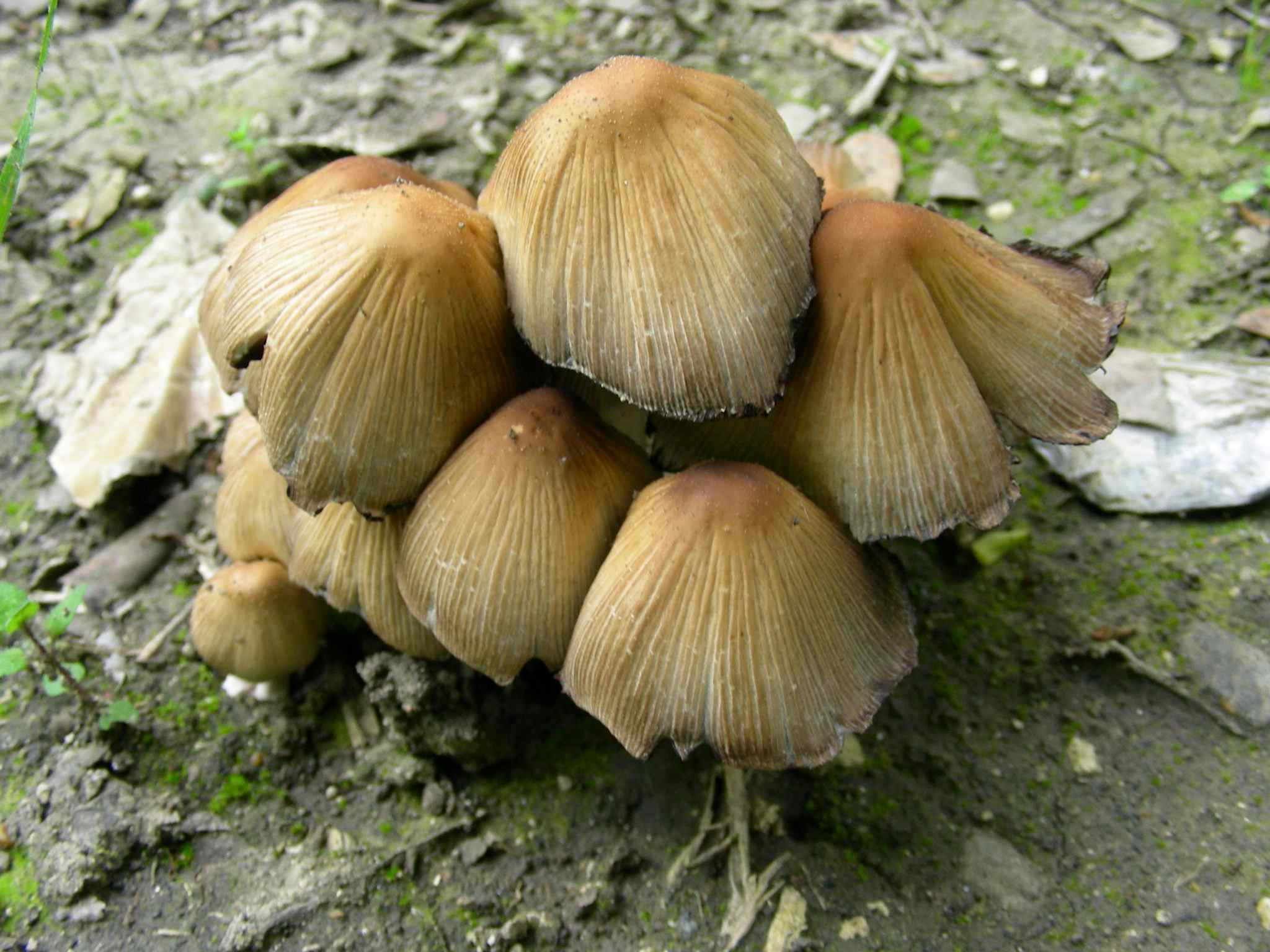 1970 Aprile vecchio ritrovamento